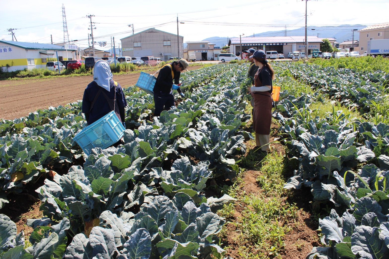 積田農園の畑と新鮮な野菜